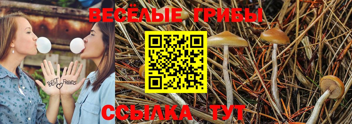 Пенза  Псилоцибиновые грибы GOLDEN TEACHER  Вход с VPN 