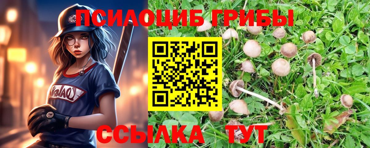 Псилоцибиновые грибы Cubensis Пенза